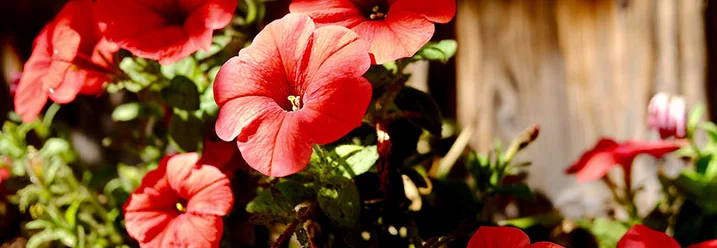 Rote Petunienblüten
